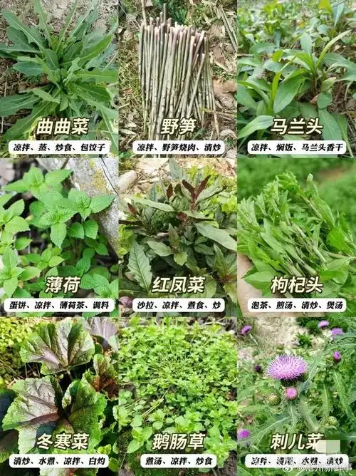 踏青挖野菜 ,60种野菜图鉴,你都吃过哪些?