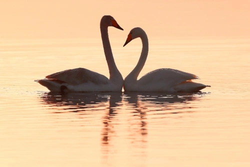 6月15日,天鹅在夕阳下相依相偎.