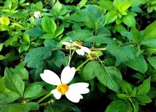 豆渣草是什么样子的