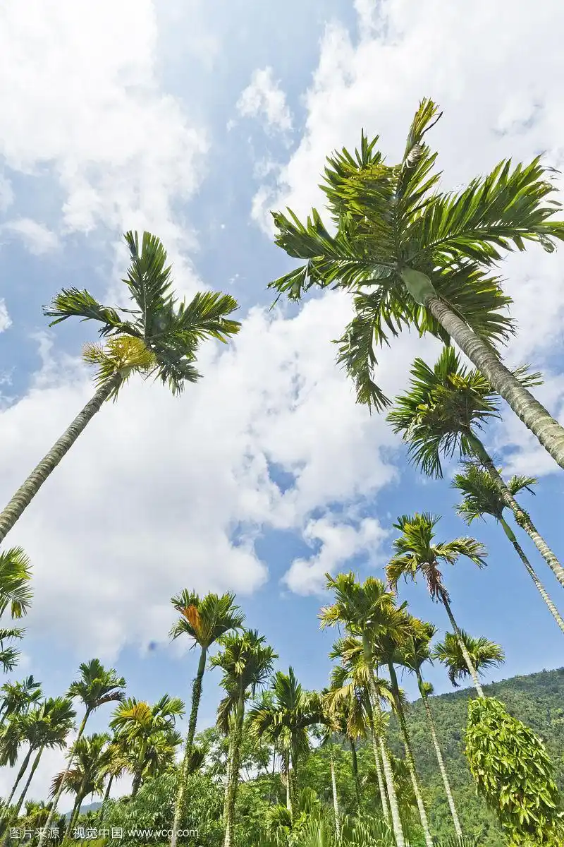 海南椰树