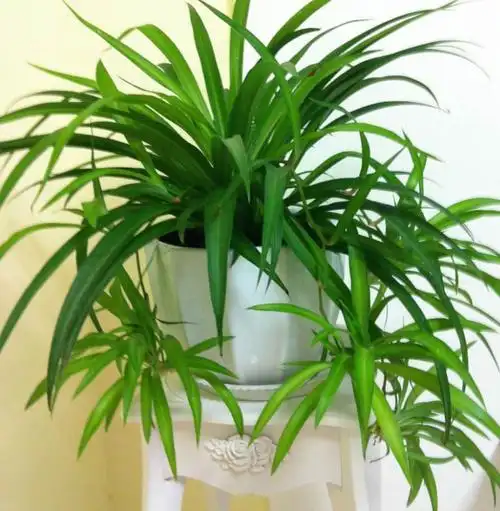 想让吊兰长满盆学会这几个小技巧轻松爆盆