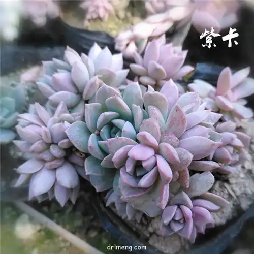 紫卡,艾晓斯 – 多肉联萌