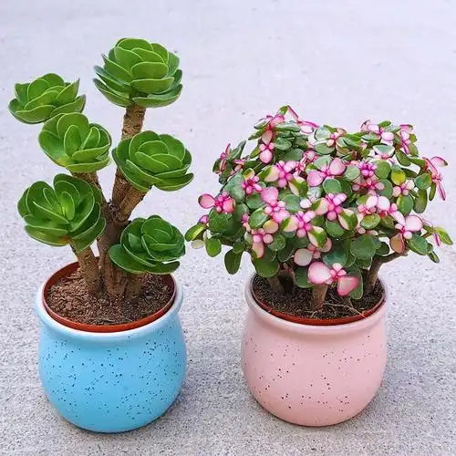 财运满满多肉植物盆栽室内绿植花卉客厅桌面防辐射好养植物花
