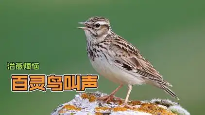 最好老百灵鸟叫声视频百灵鸟叫声大全播放器百灵鸟精品蛋口叫声内蒙古