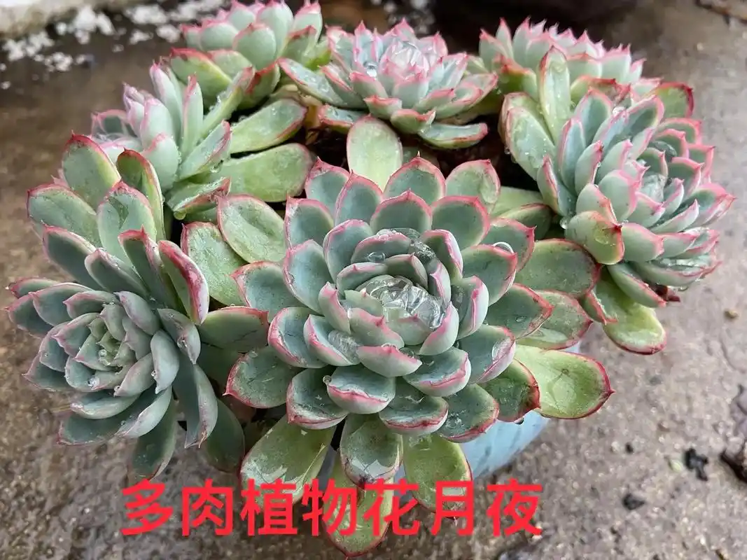 多肉花月夜的生长习性.多肉花月夜的花语和寓意:月夜的浪漫 , - 抖音