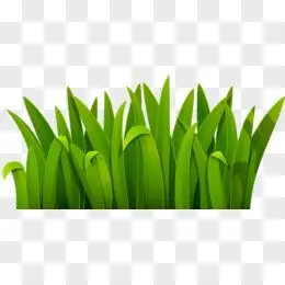 素材手绘 小草png紫色薰衣草花束实物png卡通手绘免抠鲜花绿叶pngpsd