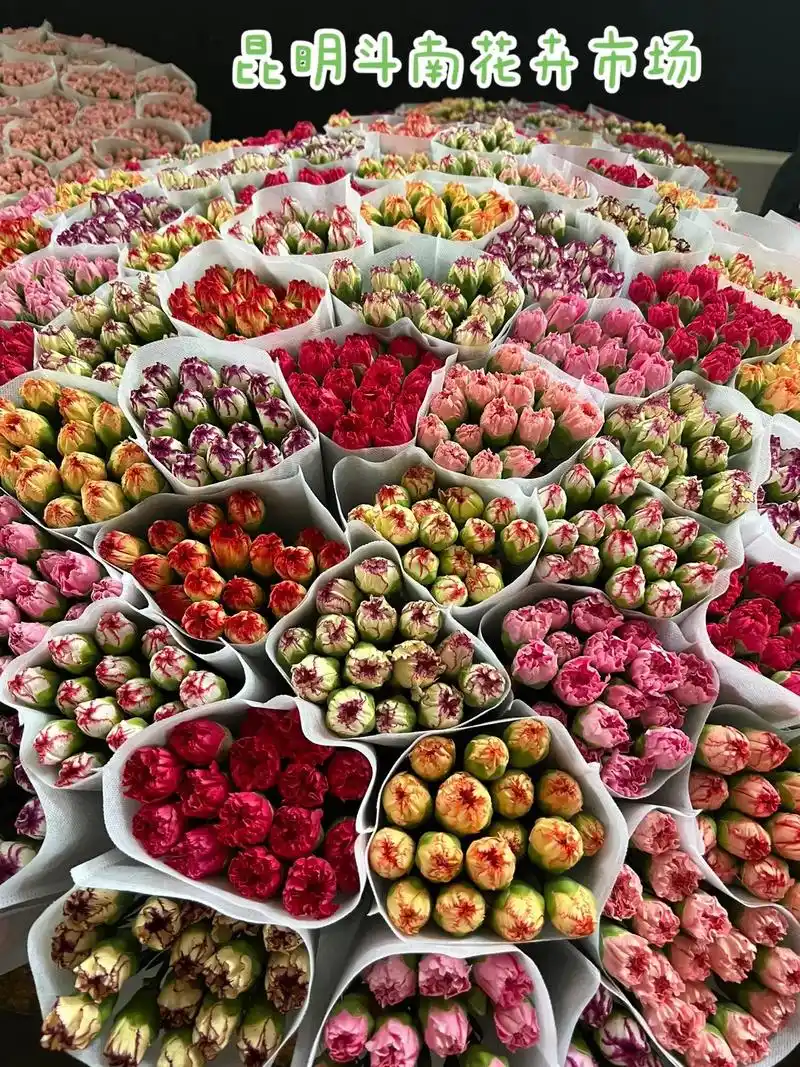 昆明～斗南花市.