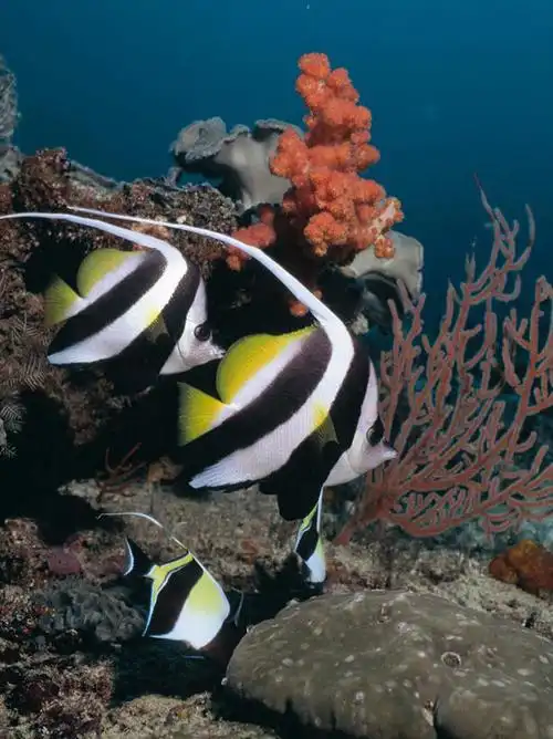 自然,海水,观察,看,景色,海底世界,观看,察看,关注,自然风光,水生动物