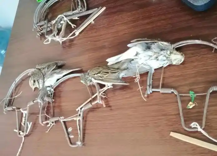 在这里小编呼吁广大市民朋友积极行动起来发现身边有人非法捕猎及时