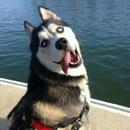 33个实力搞笑句子平常笑一笑生活才能过得好