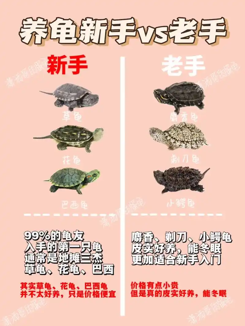 养龟新手vs老手的区别.一张图证明你会养龟#养龟人 #养龟日 - 抖音