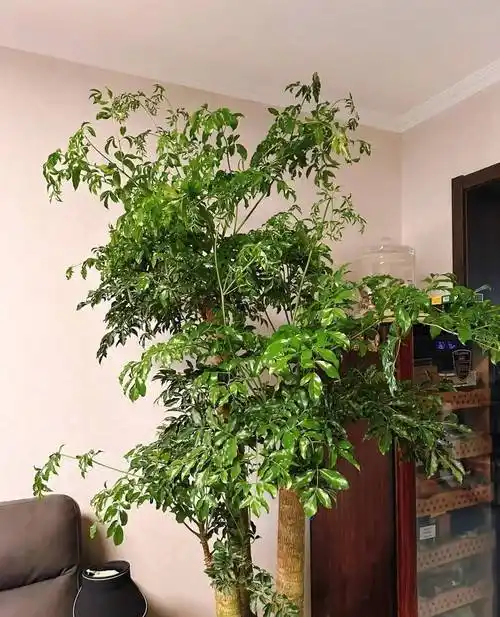 幸福树有"5忌",不注意黄叶掉叶,避开枝繁叶茂,绿叶婆娑_环境_叶子