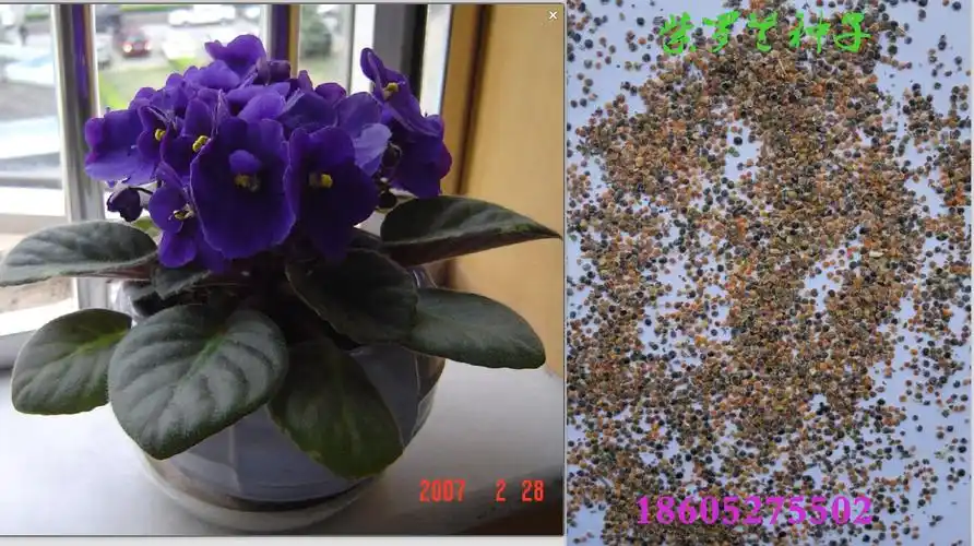 批发草本花卉种子紫罗兰种子草桂花四桃克草紫罗兰花籽