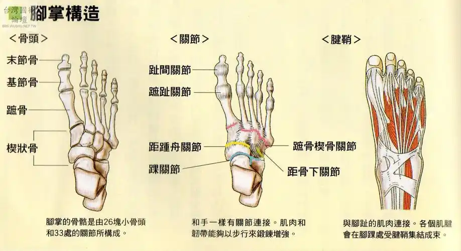 图片附件:   脚掌构造.jpg (2009-5-8 22:28, 248.