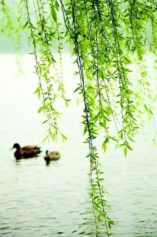 杨柳依依江水生