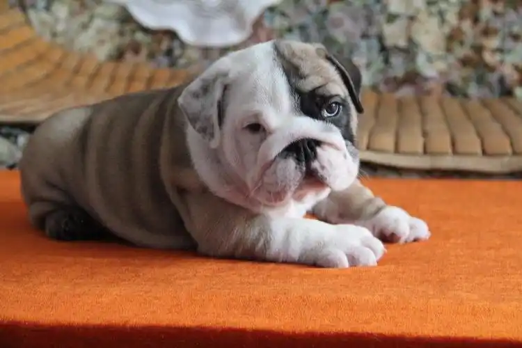 纯种英斗法国斗牛犬,方体自然尾健康实惠可上门