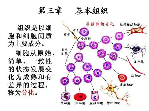 人体基本组织介绍