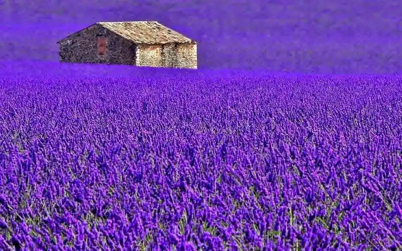 2020给我你的手,带你去看浪漫爱情花海,以爱之名