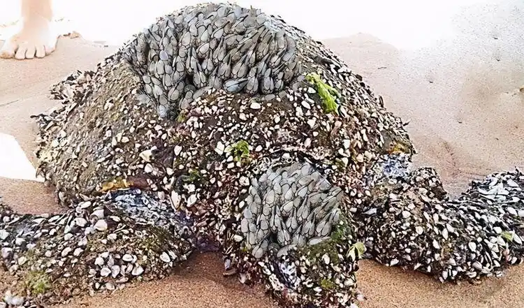 海洋中遭人唾弃的藤壶,到底有多可怕?看看鲸和海龟的下场就懂了