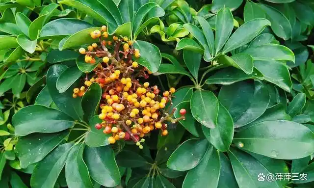 鹅掌木是不容易开花的,鸭掌木开花的征兆是什么?