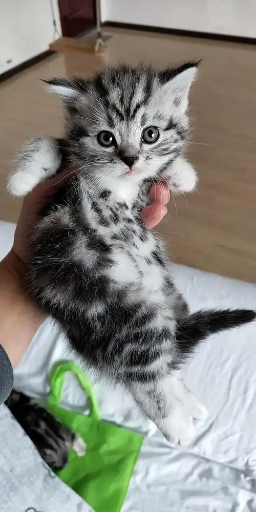 纯种美短虎斑小猫快两个月,父母都在,自家生养.