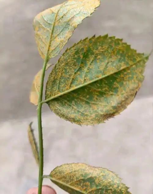 26种月季病虫害图片,最全面的病情图,对号入座及时发现月季问题