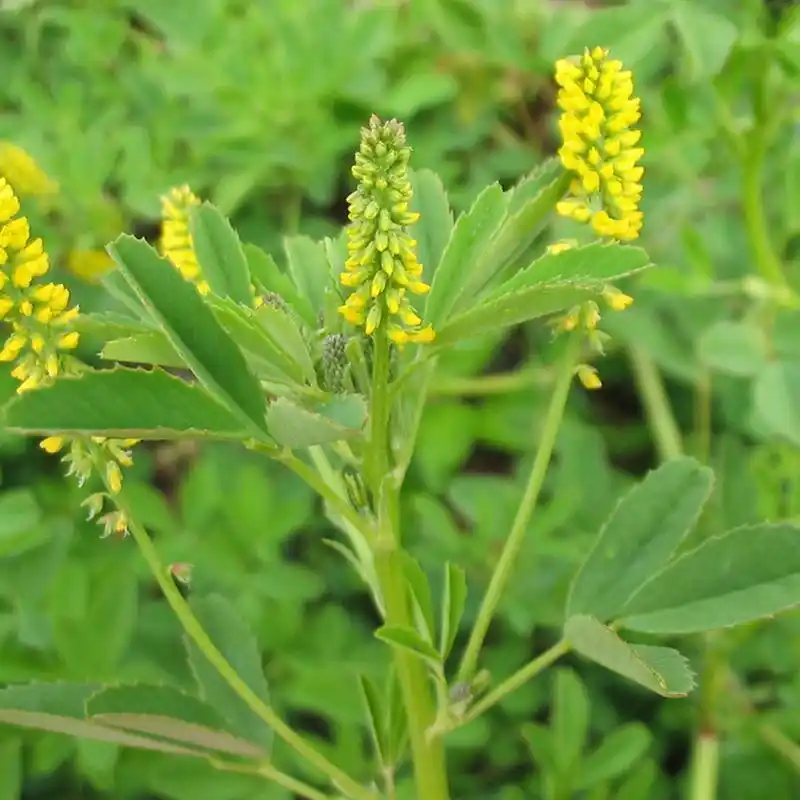 91草木樨,这一名称源自拉丁语,意指"小型的草本植物".