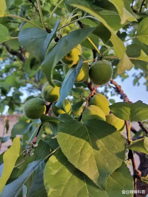 杏梅果实成熟后食用, 具有生津止渴,促进肠胃蠕动,润肺化痰的功效.