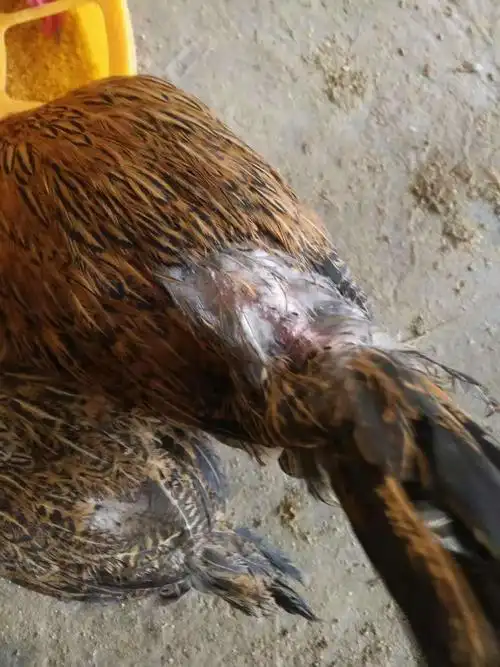 鸡掉毛的各种原因