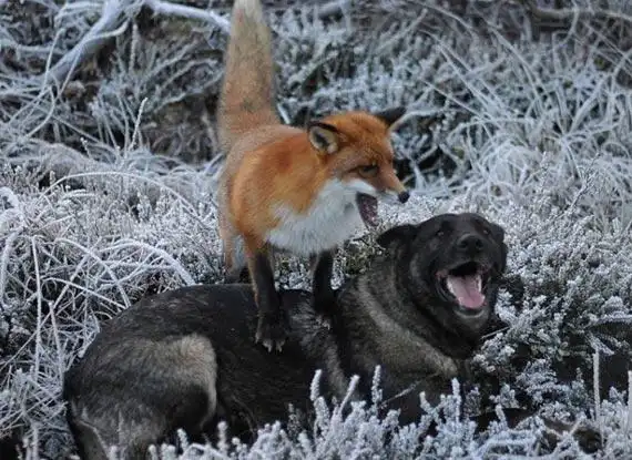 狐狸与狗相交甚笃