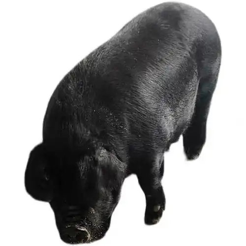 东北长白山农家养殖黑猪肉土猪肉现散养生鲜肉肉禽类餐饮生鲜猪