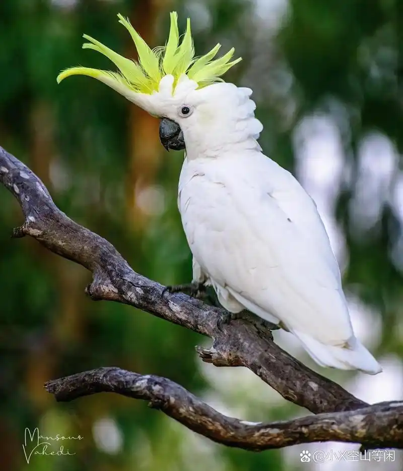 葵花凤头鹦鹉 又名:硫冠凤头鹦鹉 	 尺寸: 55厘米(21.