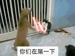 250_188gif 动态图 动图