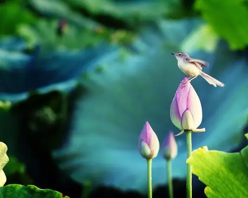 荷花上的小鸟壁纸