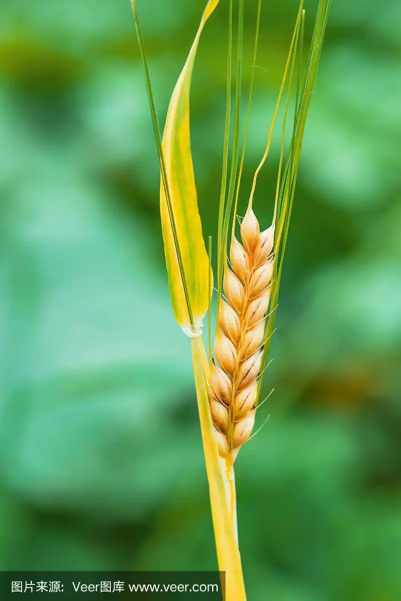 谷物作物小麦,黄色的头在绿色的叶子的背景,,宏观