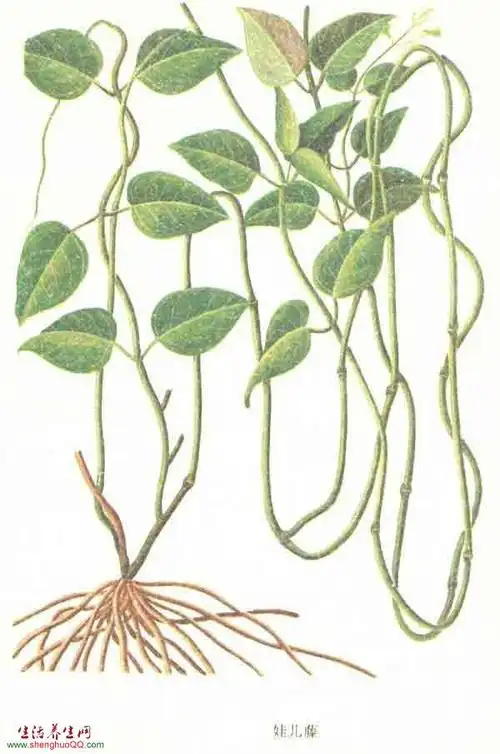 卵叶娃儿藤,学喘草,白尤须,三十六根,双飞蝴蝶,藤霸王,小霸王,黄芽