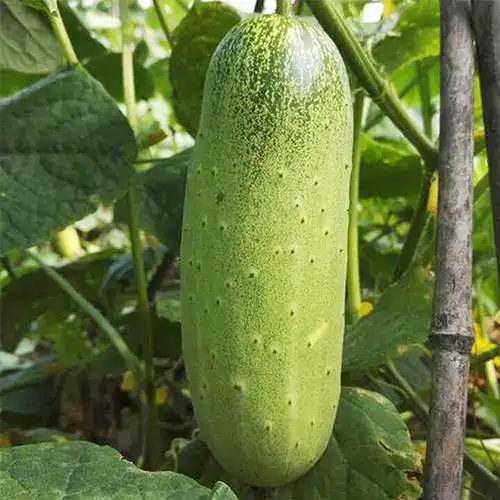 黄瓜西双版纳野菜基诺族山土黄水果2000g其它