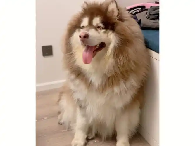 被剃毛的阿拉斯加