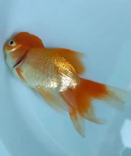 金鱼睡着了,它的鳃像一张裂开的大嘴,在水里拼命张合着.