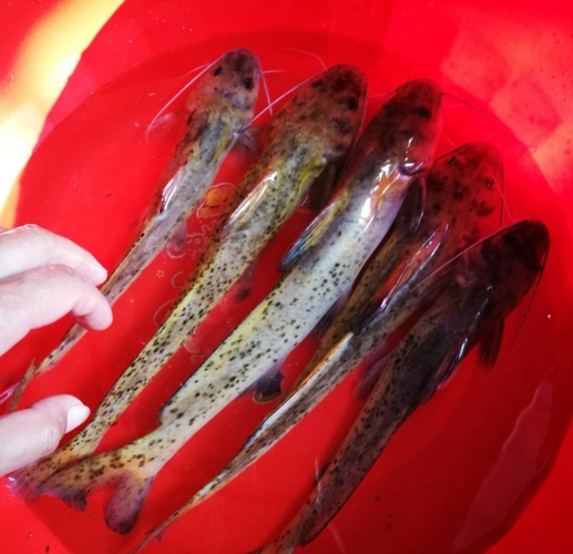 濒危鱼类"芝麻剑",真是吃出来的危机?_腾讯新闻