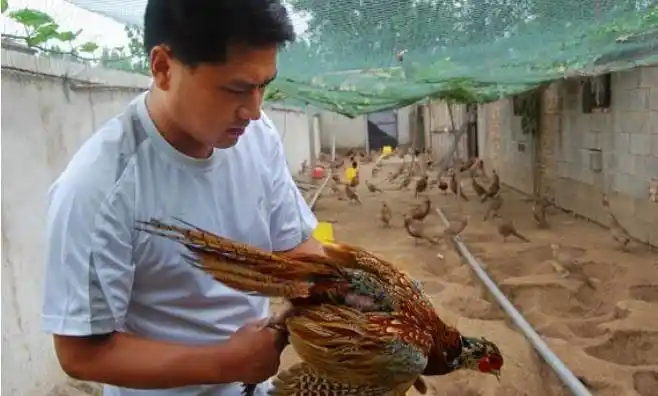 转业军人创业养殖七彩野鸡成为村里的凤凰