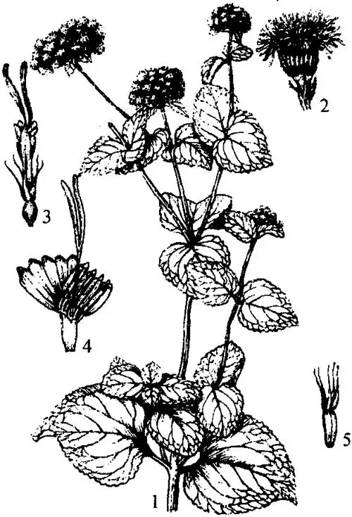 藿香蓟(胜红蓟,咸虾花)