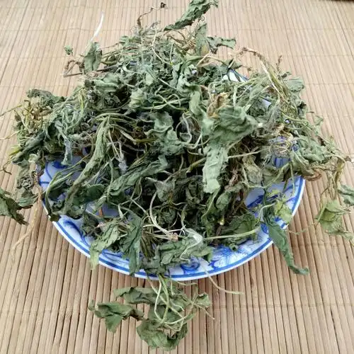 供应中药材 紫花地丁 地丁 整株 新货无杂质