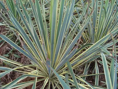 展开全部 金边丝兰 又称金叶丝兰,金边凤尾兰,金边剑麻.