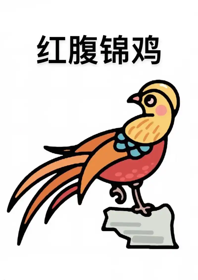 红腹锦鸡简笔画教程来啦,步骤详细,简单易学#简笔画#红腹锦鸡 - 抖音