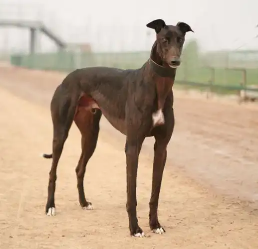 河北格力犬养殖场格力犬价格