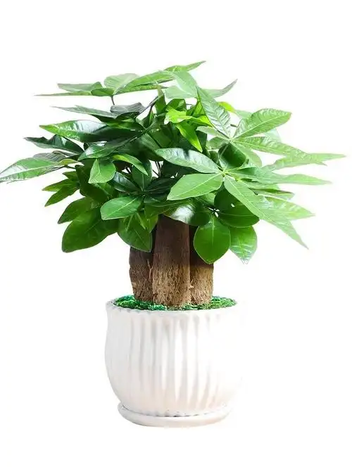 现货现发发财树盆栽室内外客厅桌面绿植小盆景大发财树苗树富贵竹植物