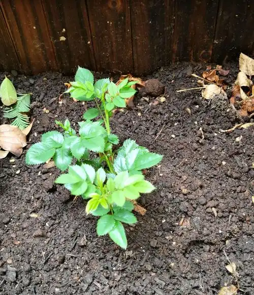 玫瑰老桩发芽了.