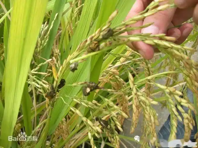 水稻三大病害的综合防治技术