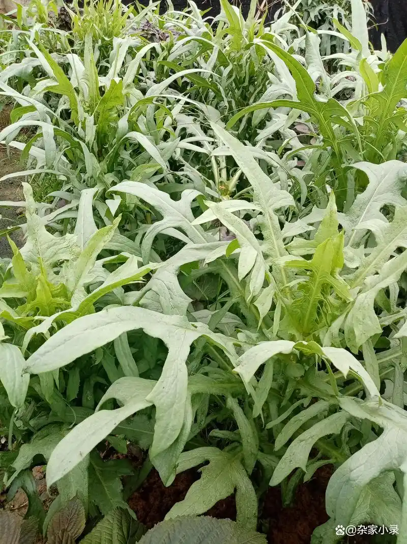 苦麦菜不止能吃还能去火,小录教你这样煮,网友说:吃完还想吃